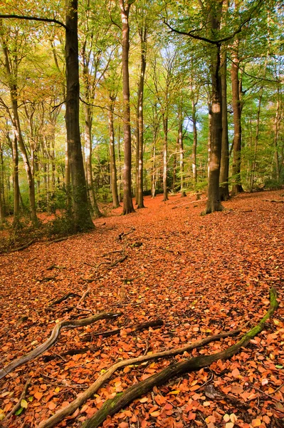 Imagen vibrante otoño otoño bosque paisaje — Foto de Stock