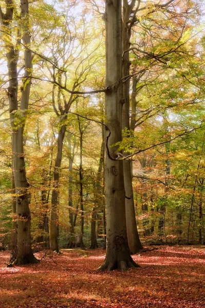 Imagen vibrante otoño otoño bosque paisaje — Foto de Stock