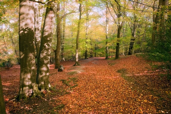 Canlı sonbahar sonbahar orman manzara resim — Stok fotoğraf