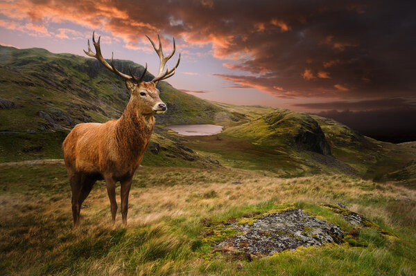 Red deer stag in moody dramatic mountain sunset landscape