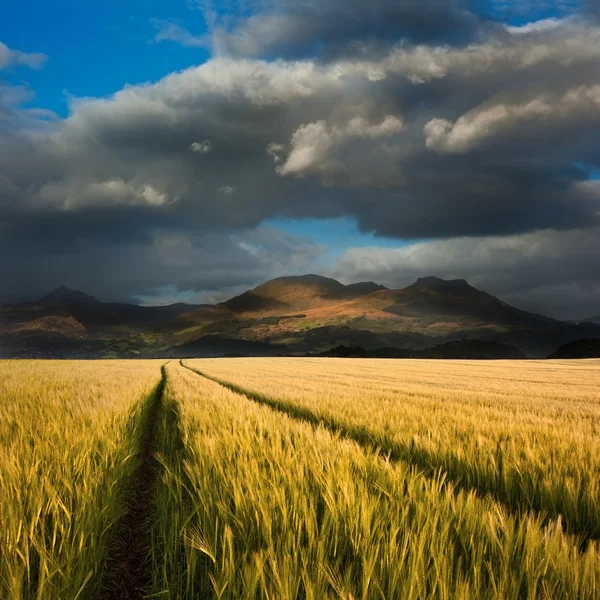 Beautiful landscpae of corn field leading to mountain range with — Stock Photo, Image