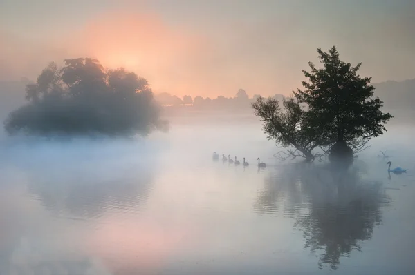 Uppsjö flock svanar på dimmiga dimmigt hösten faller sjö — Stockfoto