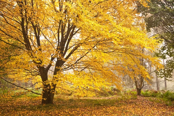 美しい紅葉自然画像風景 — ストック写真