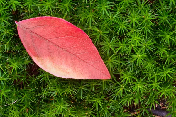 Bellissimo autunno Autunno natura immagine paesaggio — Foto Stock