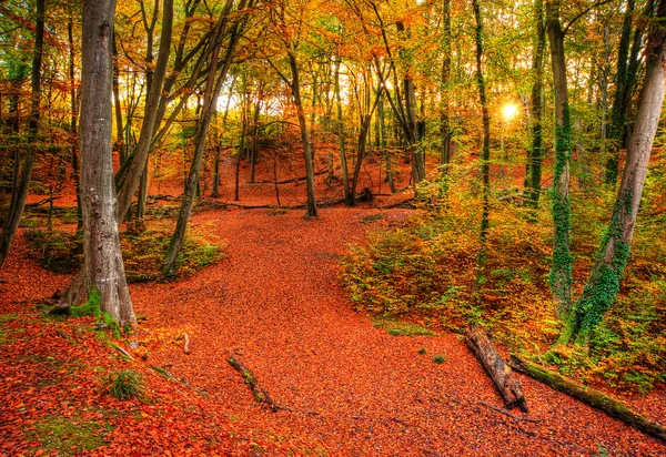 Imagen vibrante otoño otoño bosque paisaje —  Fotos de Stock