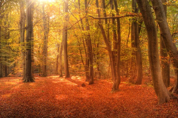 Autunno vibrante Autunno foresta immagine paesaggio — Foto Stock