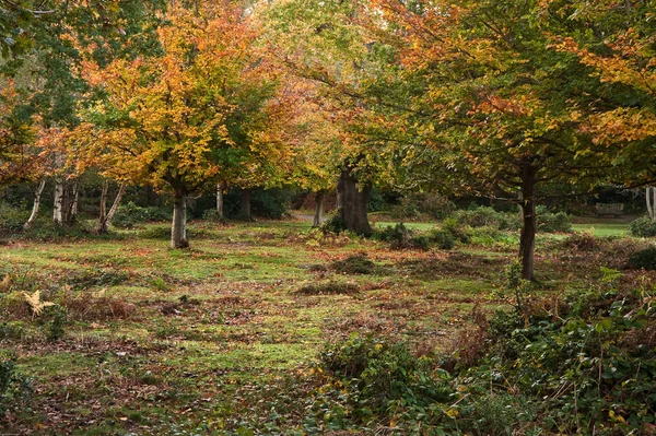 Imagen vibrante otoño otoño bosque paisaje — Foto de Stock