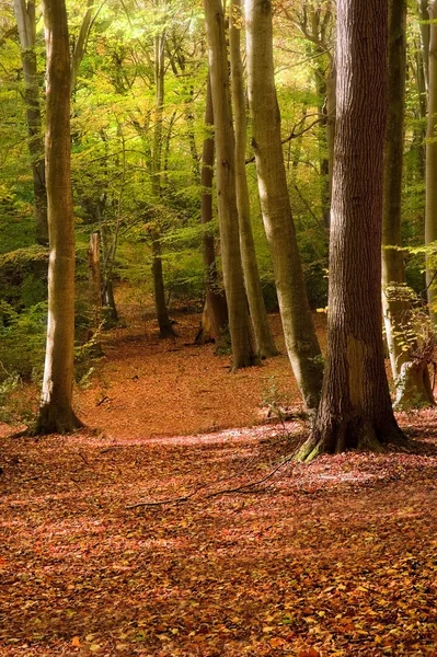 Imagen vibrante otoño otoño bosque paisaje — Foto de Stock