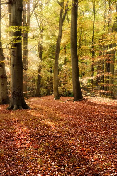 Outono vibrante queda floresta paisagem imagem — Fotografia de Stock