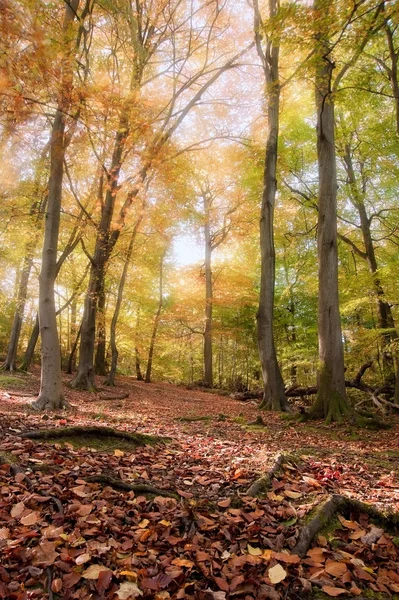 Imagen vibrante otoño otoño bosque paisaje — Foto de Stock