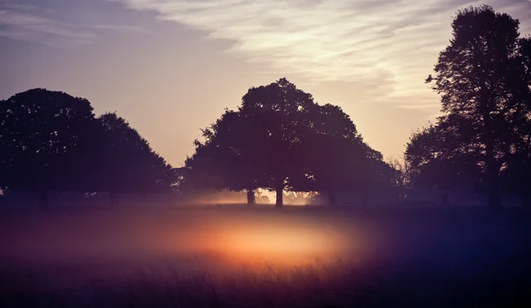 Nevoeiro brilhando em raios brilhantes do nascer do sol na paisagem — Fotografia de Stock