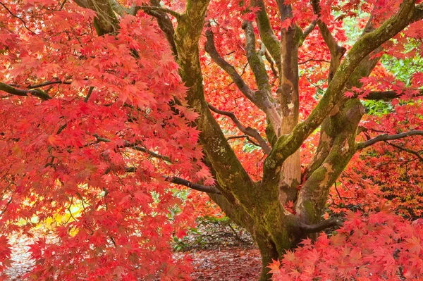 Güzel sonbahar sonbahar doğa resim manzara — Stok fotoğraf