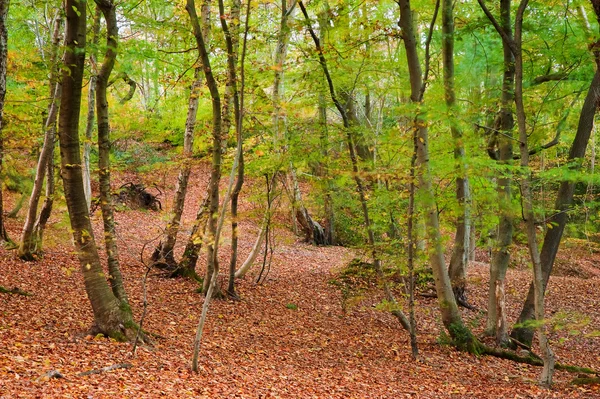 Imagen vibrante otoño otoño bosque paisaje —  Fotos de Stock