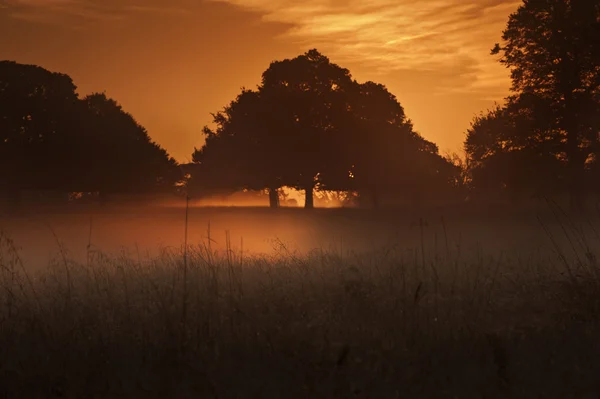Mlha, zářící v jasné paprsky slunce v krajině — Stock fotografie