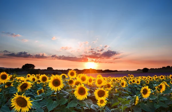 Sonnenblumen Sommer Sonnenuntergang Landschaft mit blauem Himmel — Stockfoto