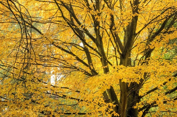 Otoño hermoso otoño naturaleza imagen paisaje — Foto de Stock