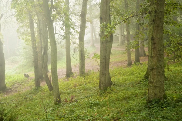 Beautiful Autumn Fall nature foggy forest landscape — Stock Photo, Image