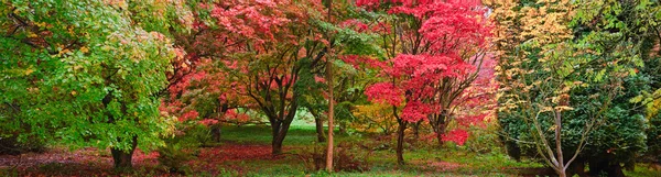 Όμορφο φθινόπωρο φθινόπωρο φύση εικόνα τοπίου δάσος Πανόραμα — Φωτογραφία Αρχείου