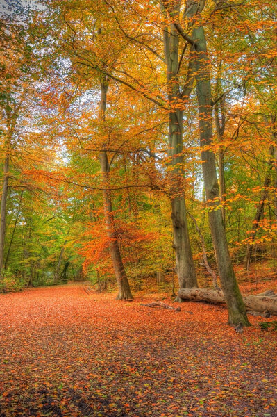 Vibrant Autumn Fall forest landscape image