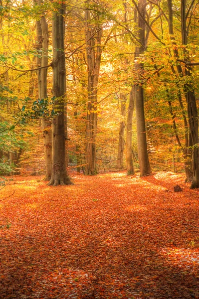 Imagen vibrante otoño otoño bosque paisaje — Foto de Stock