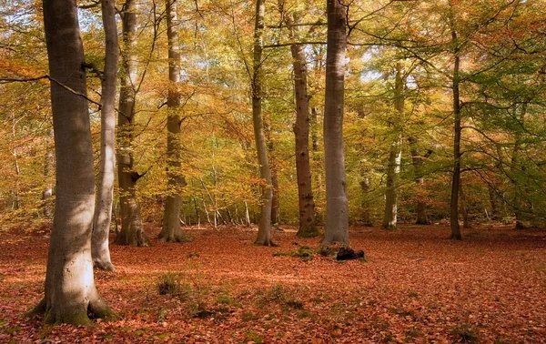 Imagen vibrante otoño otoño bosque paisaje —  Fotos de Stock