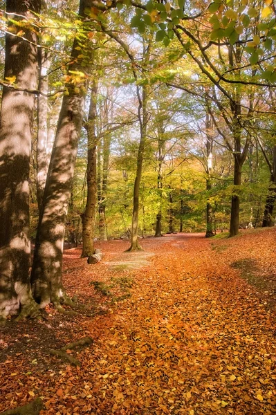 Imagen vibrante otoño otoño bosque paisaje — Foto de Stock