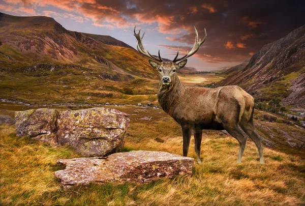 Red deer stag in moody dramatic mountain sunset landscape — Stock Photo, Image