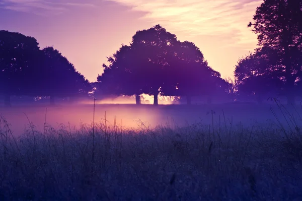 Nebbia incandescente nei raggi luminosi dell'alba nel paesaggio — Foto Stock