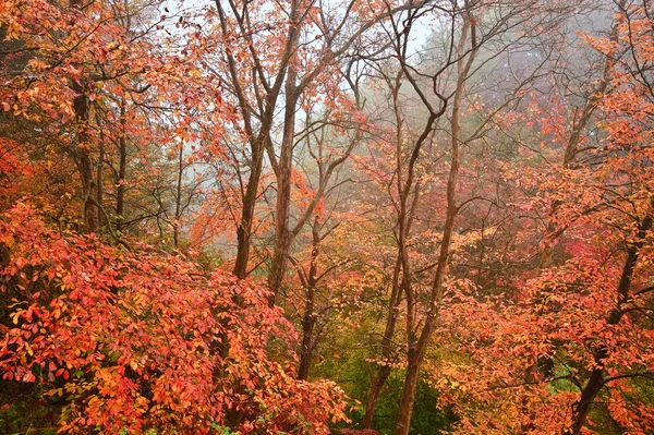 Красивая осень Осень Осень — стоковое фото