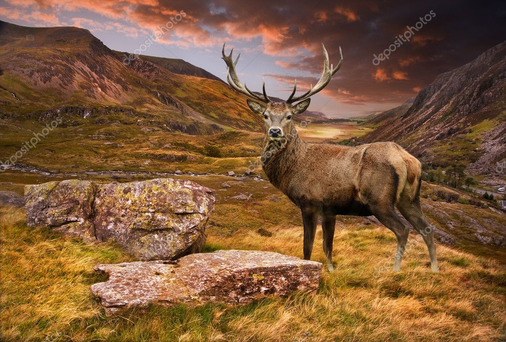 Red deer stag in moody dramatic mountain sunset landscape Stock Photo