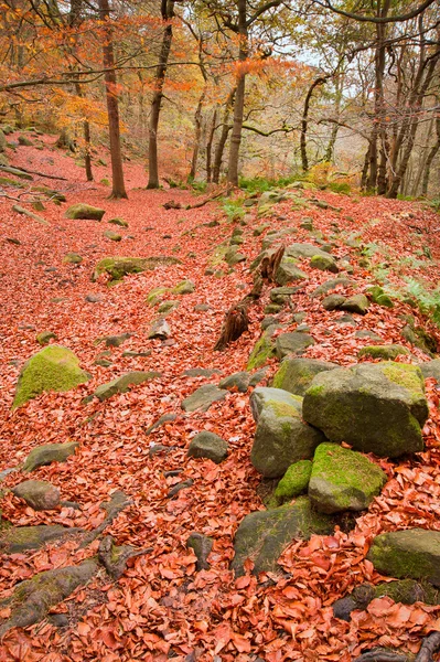 Krásný podzim podzim lesní živé krajiny scéna — Stock fotografie