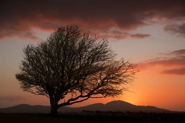 Silueta del árbol contra la hermosa puesta de sol ardiente — Foto de Stock