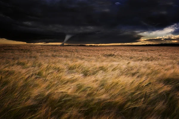 Tornado twister over velden in zomer storm — Stockfoto