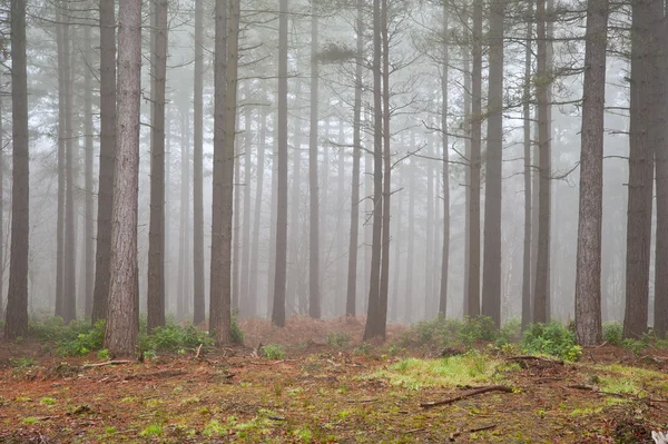 Foggy lesní podzim podzim krajina — Stock fotografie