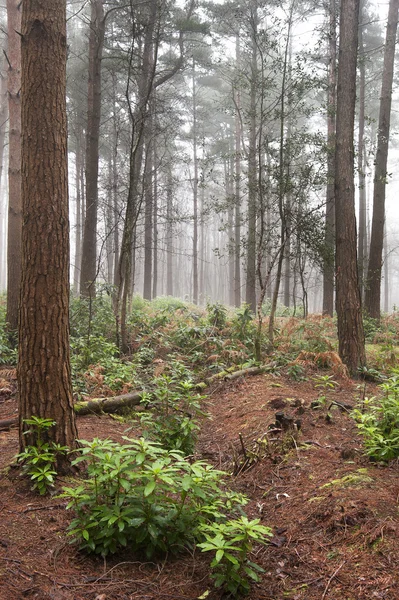 霧の森の紅葉風景 — ストック写真