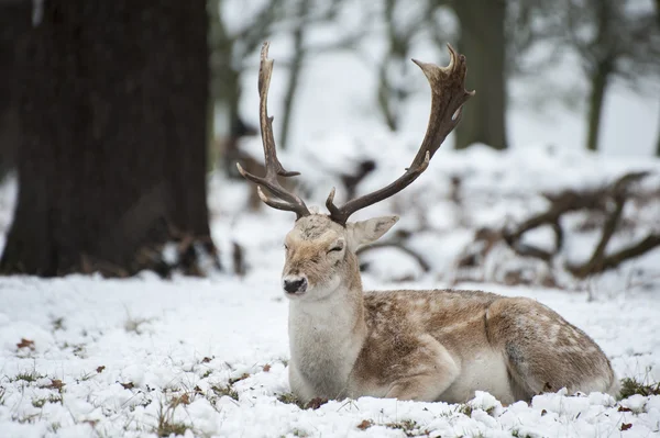 Bela imagem de veado raso na neve Paisagem de inverno — Fotografia de Stock