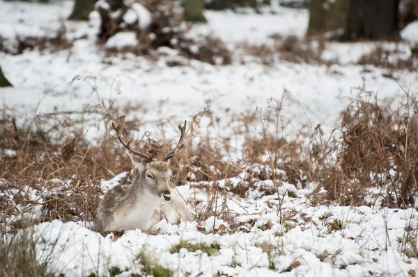 Beautiful image of Fallow Deer in snow Winter landscape — Stock Photo, Image