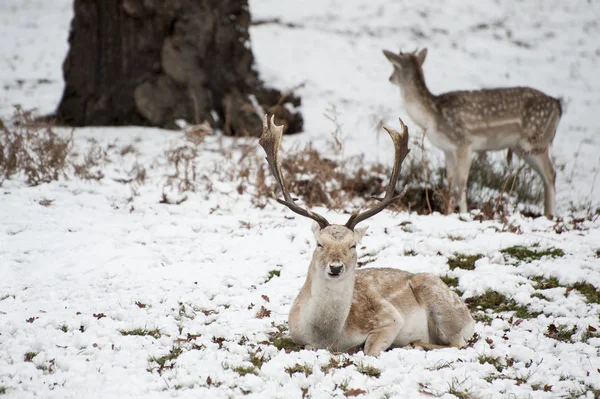 Beautiful image of Fallow Deer in snow Winter landscape — Stock Photo, Image