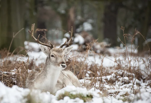 Beautiful image of Fallow Deer in snow Winter landscape — Stock Photo, Image