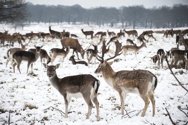 Beautiful image of Fallow Deer in snow Winter landscape — Stock Photo, Image