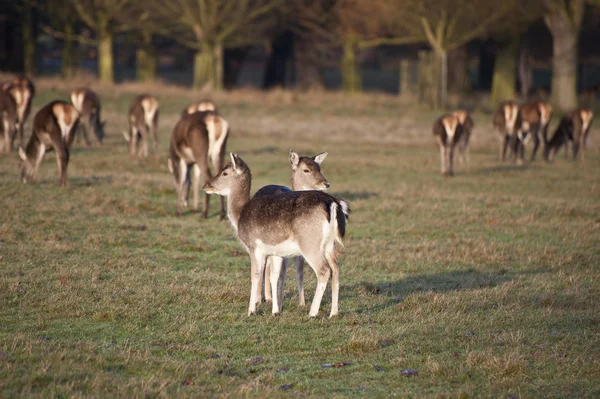 Troupeau de daims avec des faons dans le paysage forestier — Photo