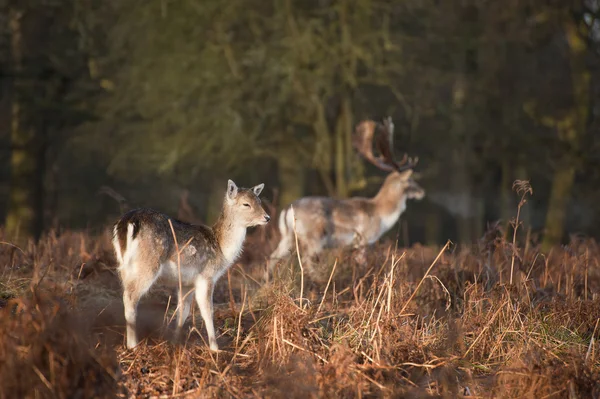 Troupeau de daims dans le paysage forestier — Photo