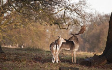 alageyik buck ve doe ihale anda orman manzarası