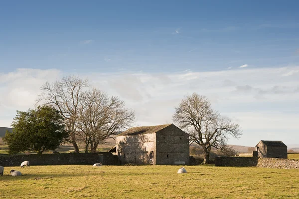 Typical stone barn and sheep in Yorkshire Dales England — Stock Photo, Image