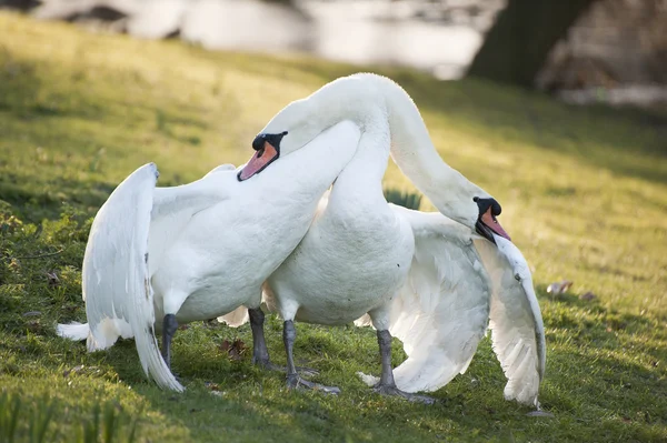 Los cisnes mudos muestran un comportamiento agresivo y tierno durante el apareamiento —  Fotos de Stock
