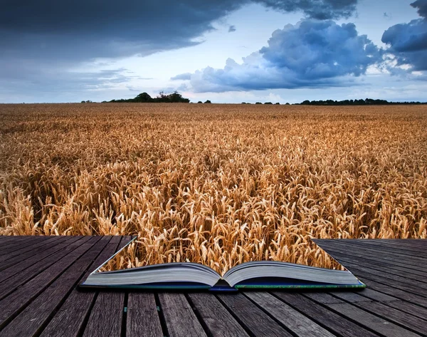 Поле золотой пшеницы под бурным пейзажем неба на страницах — стоковое фото