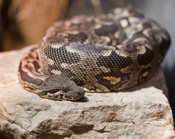 Dumeril'ın Boa Acrantohpis Dumerili