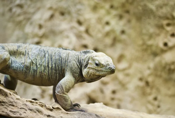 Rhinoceros Iguana Cyclura Cornuta — Stock Photo, Image