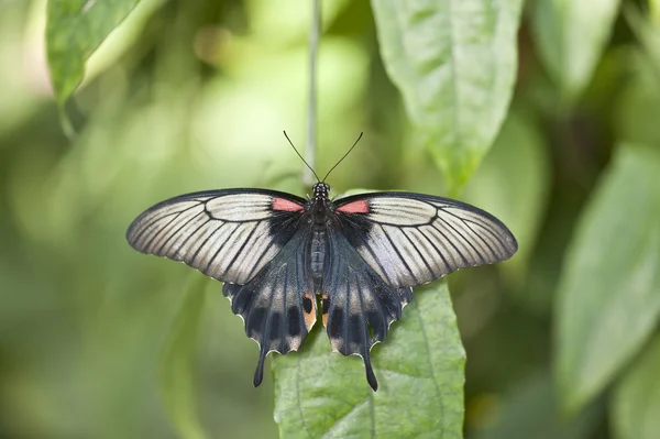Asiática cola de golondrina mariposa — Foto de Stock
