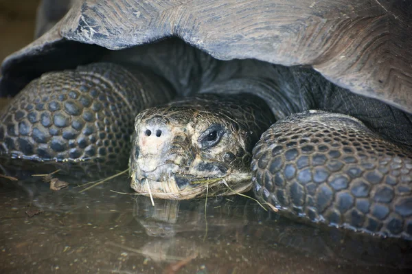 Galapágy želvy chelonoidis nigra — Stock fotografie